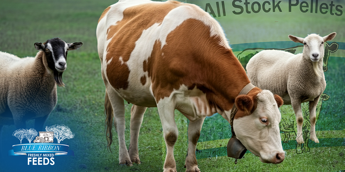 Ingredient Integrity: What Sets Blue Ribbon’s Non-GMO All Stock Pellets Apart