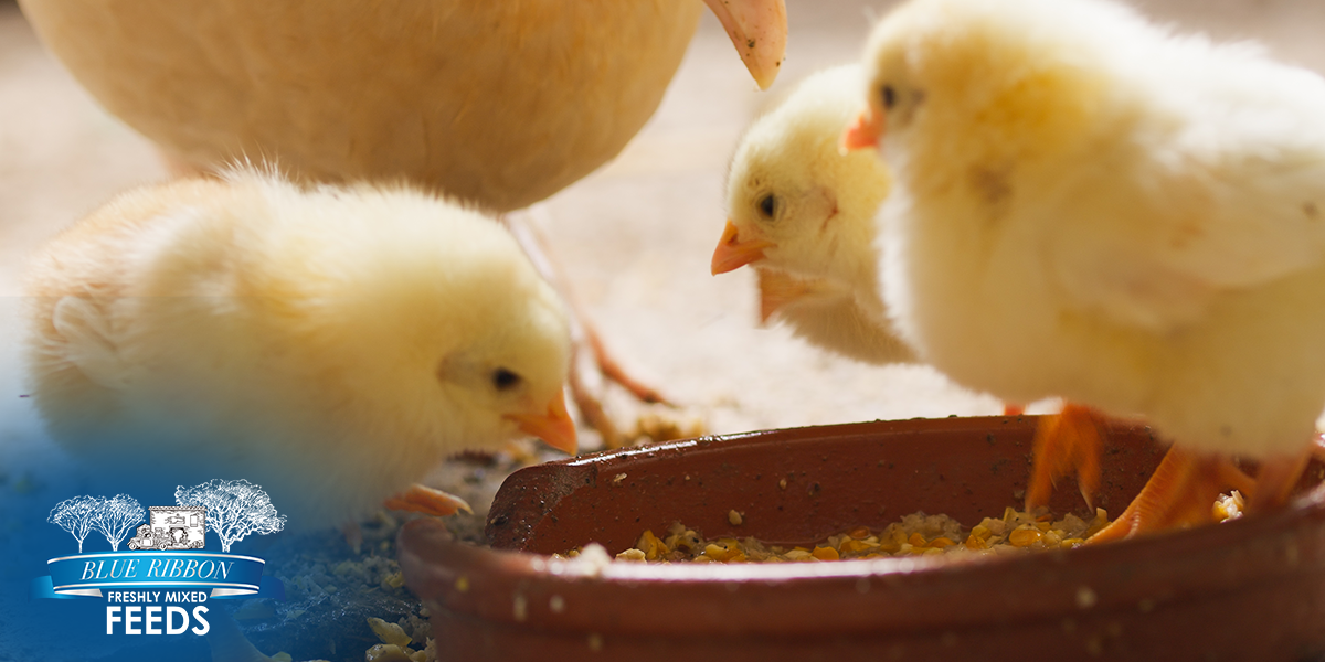 The Role of Non-GMO Chick Starter Crumbles in Early Growth and Immunity