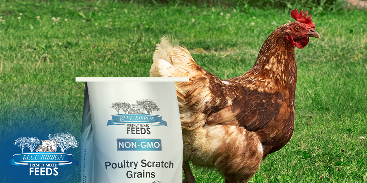 Scratch Smart: How Non-GMO Poultry Scratch Grains Complement a Balanced Diet