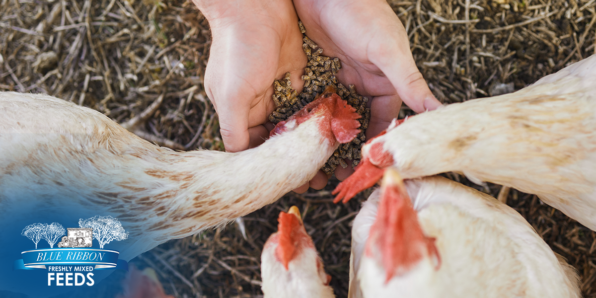 Feeding by Weight or by Eye? Getting Feed Measurements Right