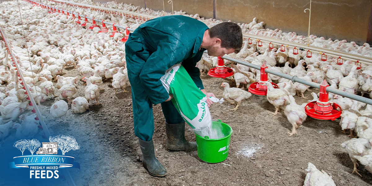 Moisture Control in Feed: Why It’s Crucial for Freshness and Safety