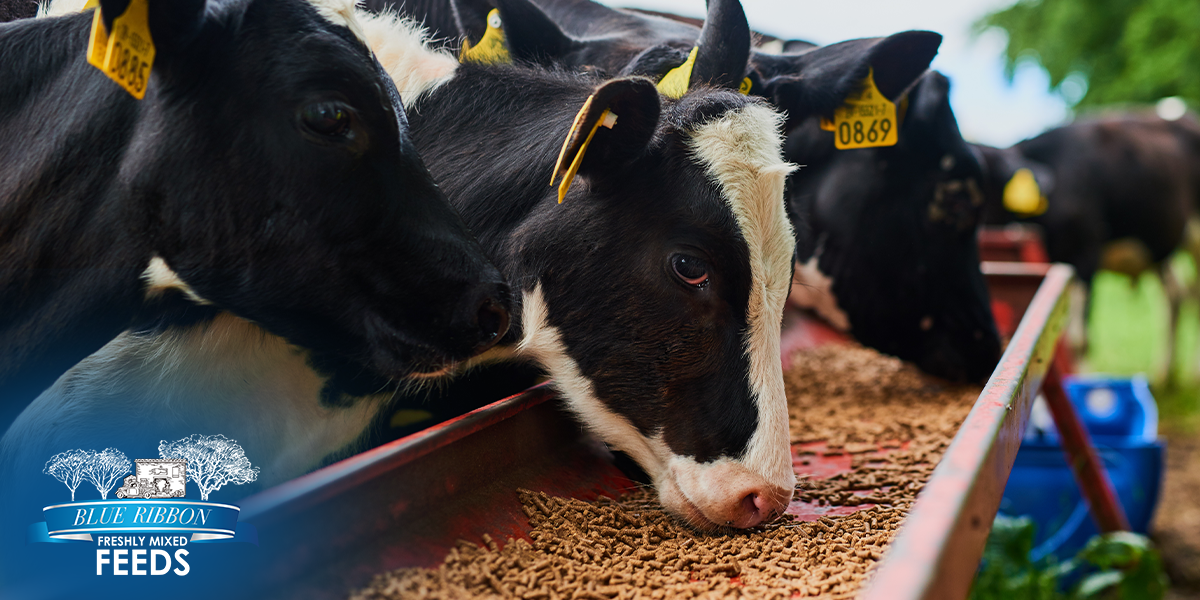 The Hidden Link Between Feed Quality and Farm Odor Control