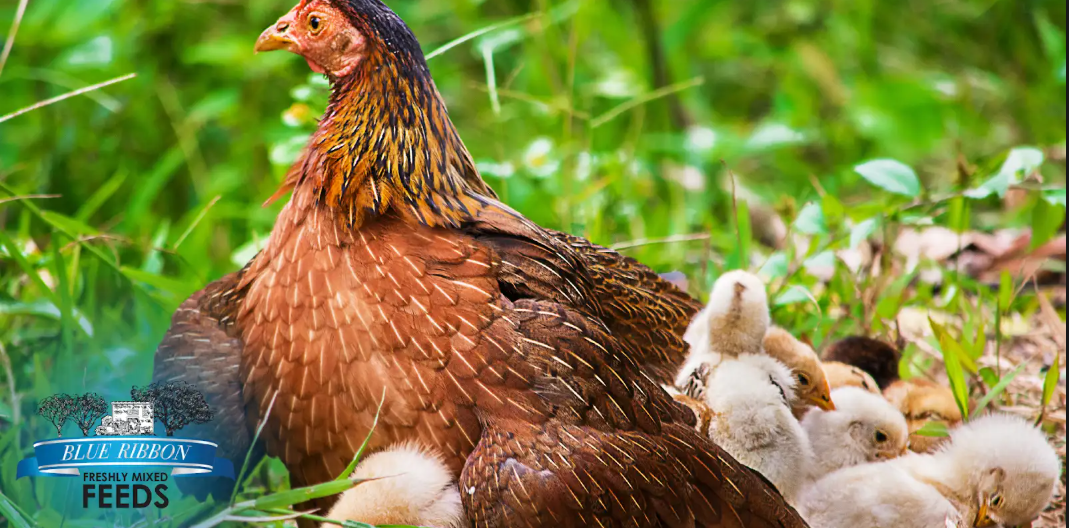 From Chick to Champion: Building a Strong Start with Non-GMO Nutrition