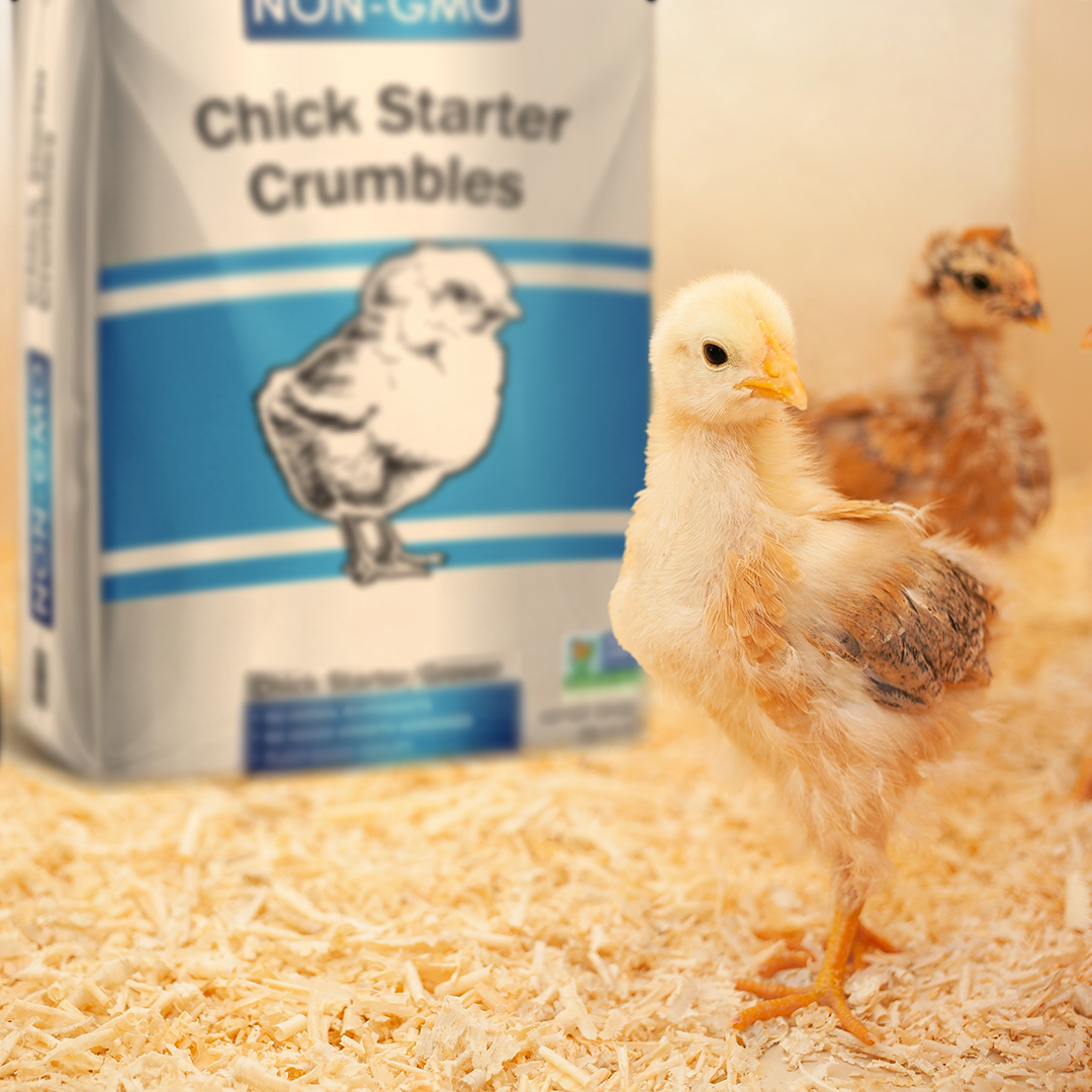 Blue Ribbon Non-GMO Chick Starter Crumbles