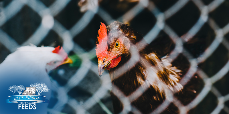 Speckled chicken with a red comb