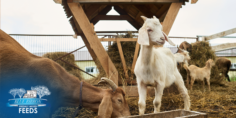 Feeding Goats with Organic Feeds