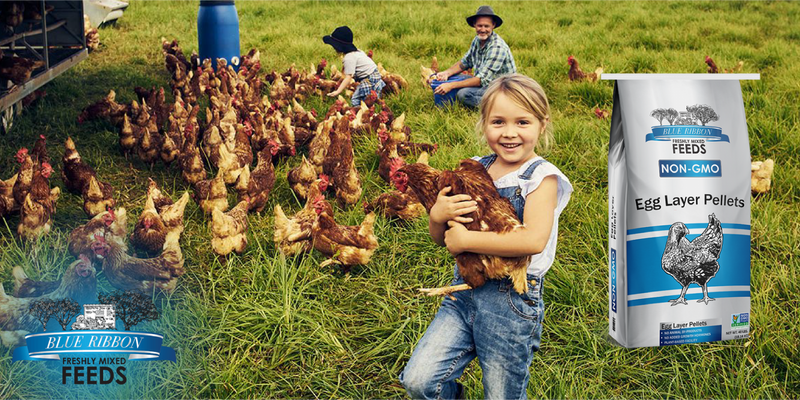 What Is Non-GMO Feed and Why Does It Matter for Livestock and Poultry?