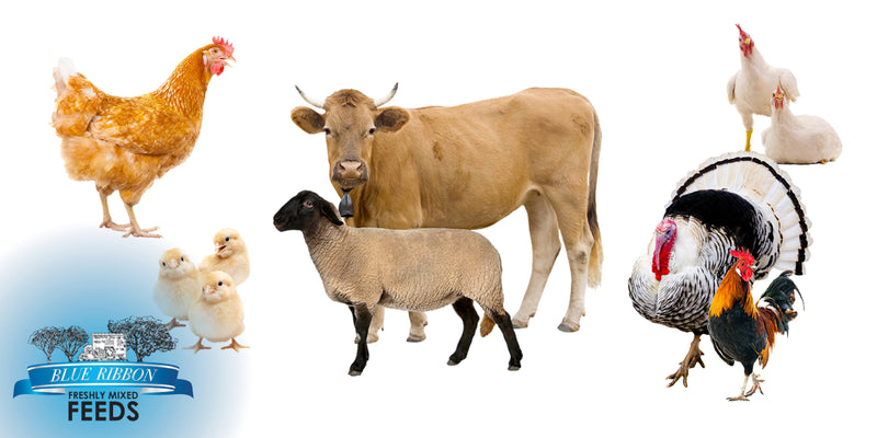 How Non-GMO Feed Supports Animal Health and Performance