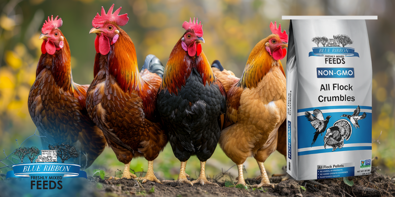 Understanding Blue Ribbon All Flock Crumbles: Balanced Nutrition for Diverse Flocks