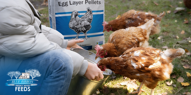 Person feeding brown laying hens