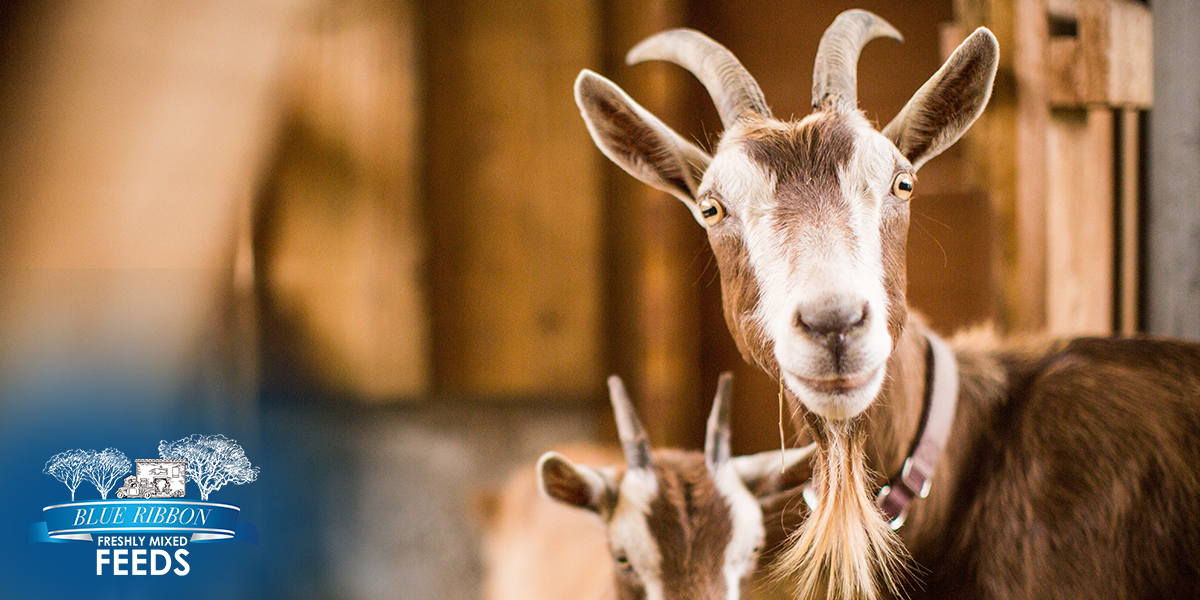 Goat standing inside a barn