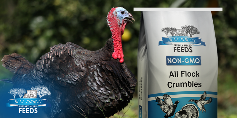 One Feed for Every Beak: Why Non-GMO All Flock Crumbles Simplify Feeding