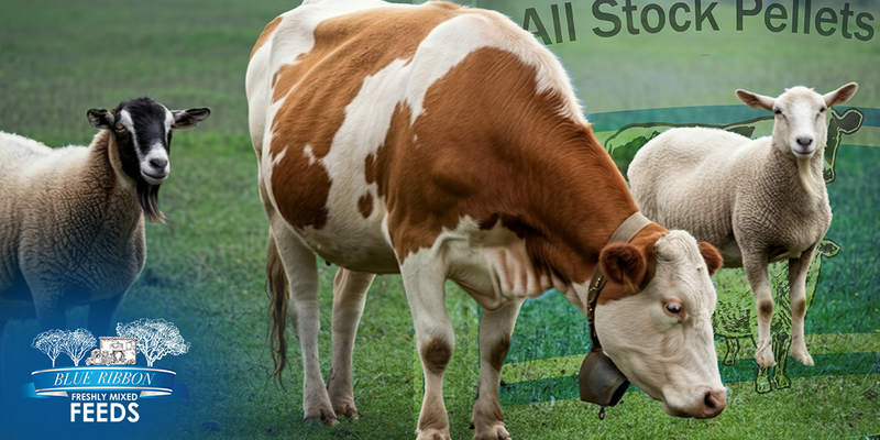 Ingredient Integrity: What Sets Blue Ribbon’s Non-GMO All Stock Pellets Apart
