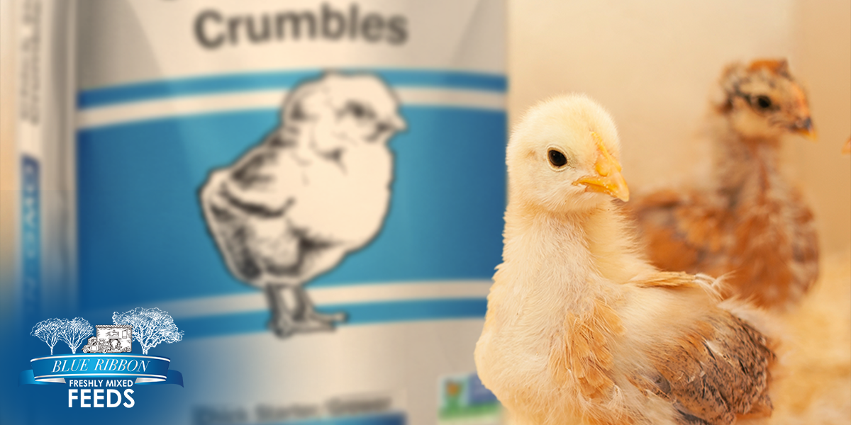 Tiny Crumbles, Big Start: What Makes Non-GMO Chick Starter Crumbles Different