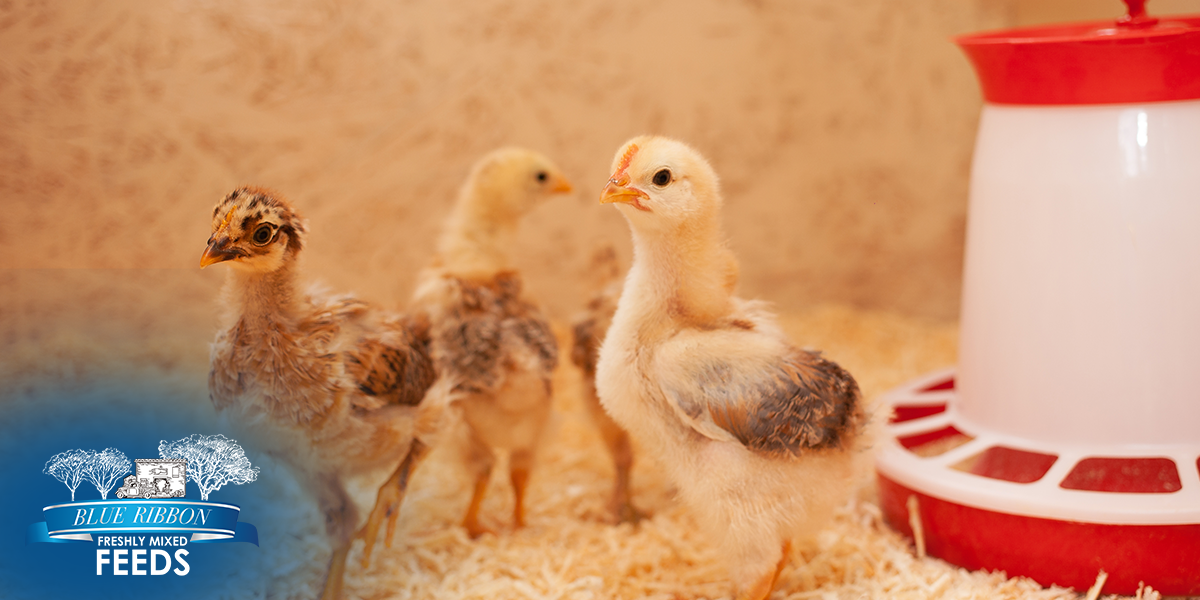 non-GMO chick starter feed