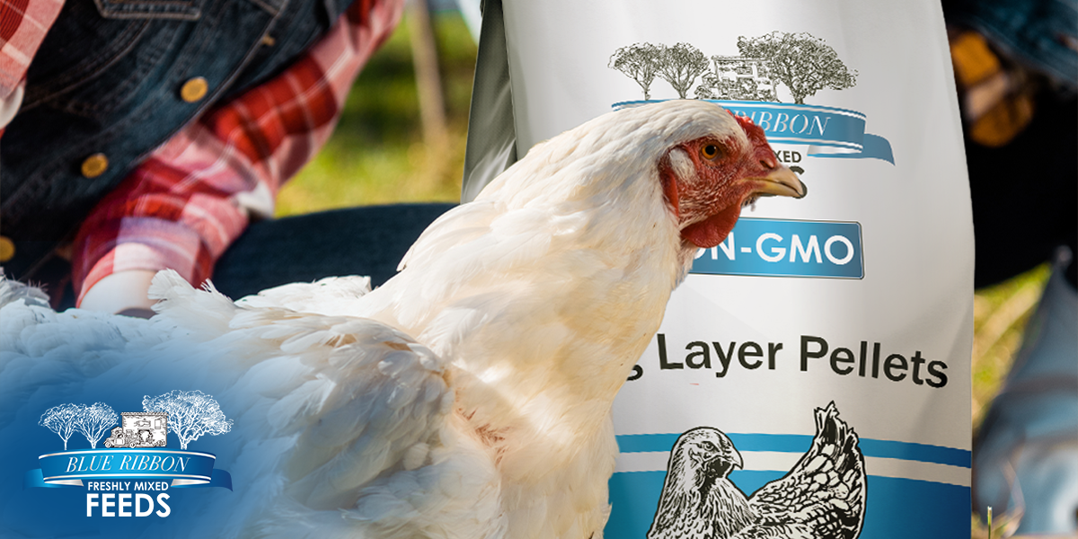 The Everyday Advantage of Non-GMO Egg Layer Pellets
