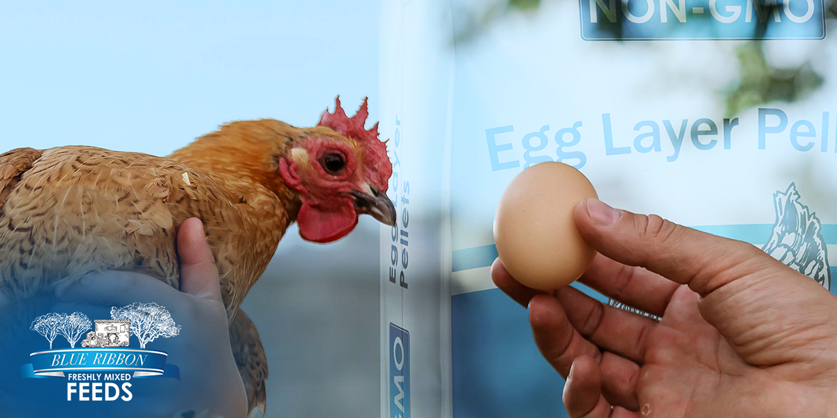What Makes Non-GMO Egg Layer Pellets a Reliable Choice for Consistent Lays