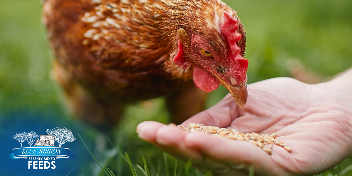 Grass-Fed Isn’t Enough: How Supplemental Non-GMO Feed Completes the Diet