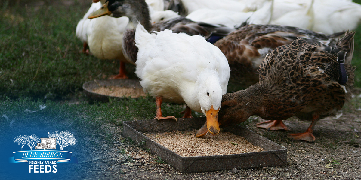 Backyard to Commercial: Choosing Non-GMO Poultry Feed That Performs