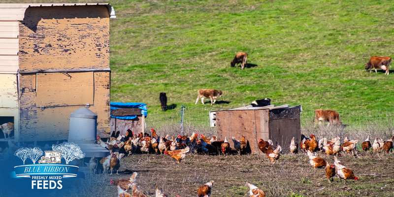 A large flock of chickens roaming freely around a farmyard