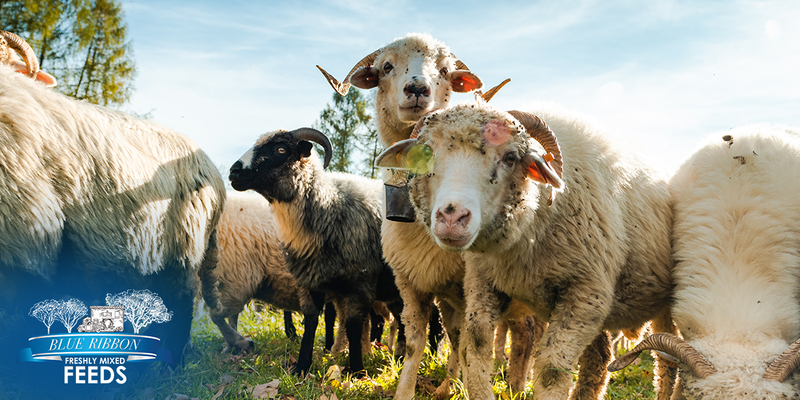 Flock of horned sheep standing together