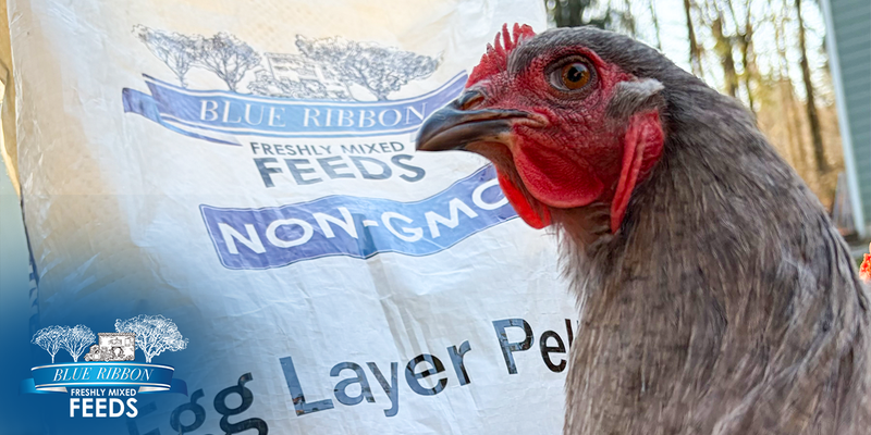 Gray hen beside a bag of feed
