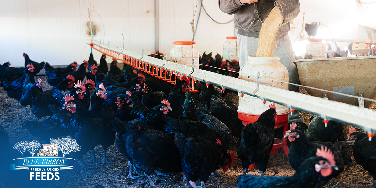 Feed and Focus: How Nutrition Influences Learning and Behavior in Young Animals