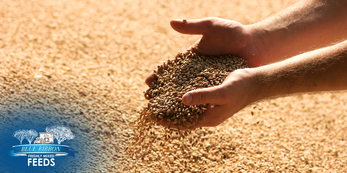 Early Nutrition, Lasting Impact: How Chick Starter Choices Shape Adult Health