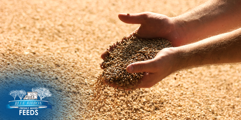 Early Nutrition, Lasting Impact: How Chick Starter Choices Shape Adult Health