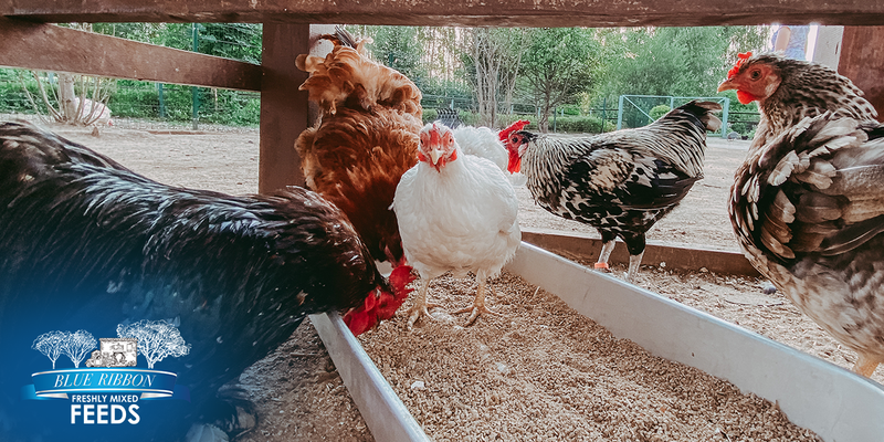Clean Ingredient Poultry Feed: Why Simplicity Matters More Than Marketing Claims