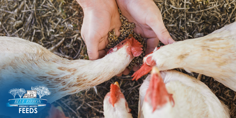 Feeding by Weight or by Eye? Getting Feed Measurements Right