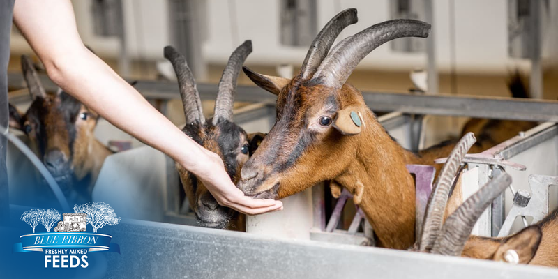 Homestead Ready: Essential Feed Planning for First-Time Livestock Owners