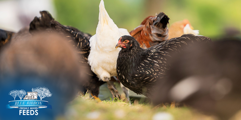 Natural Nutrition for Natural Behaviors: How Feed Affects Animal Wellbeing