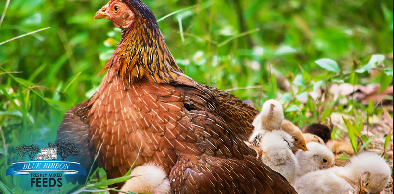 From Chick to Champion: Building a Strong Start with Non-GMO Nutrition