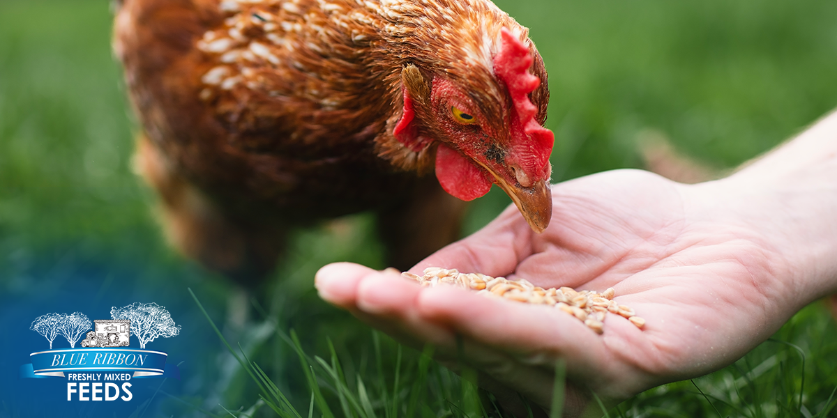 Feeding for Calm: Nutrition Tips to Reduce Animal Stress and Aggression