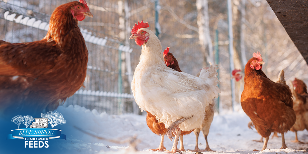 Winter Feeding Strategies for Non-GMO Backyard Flocks