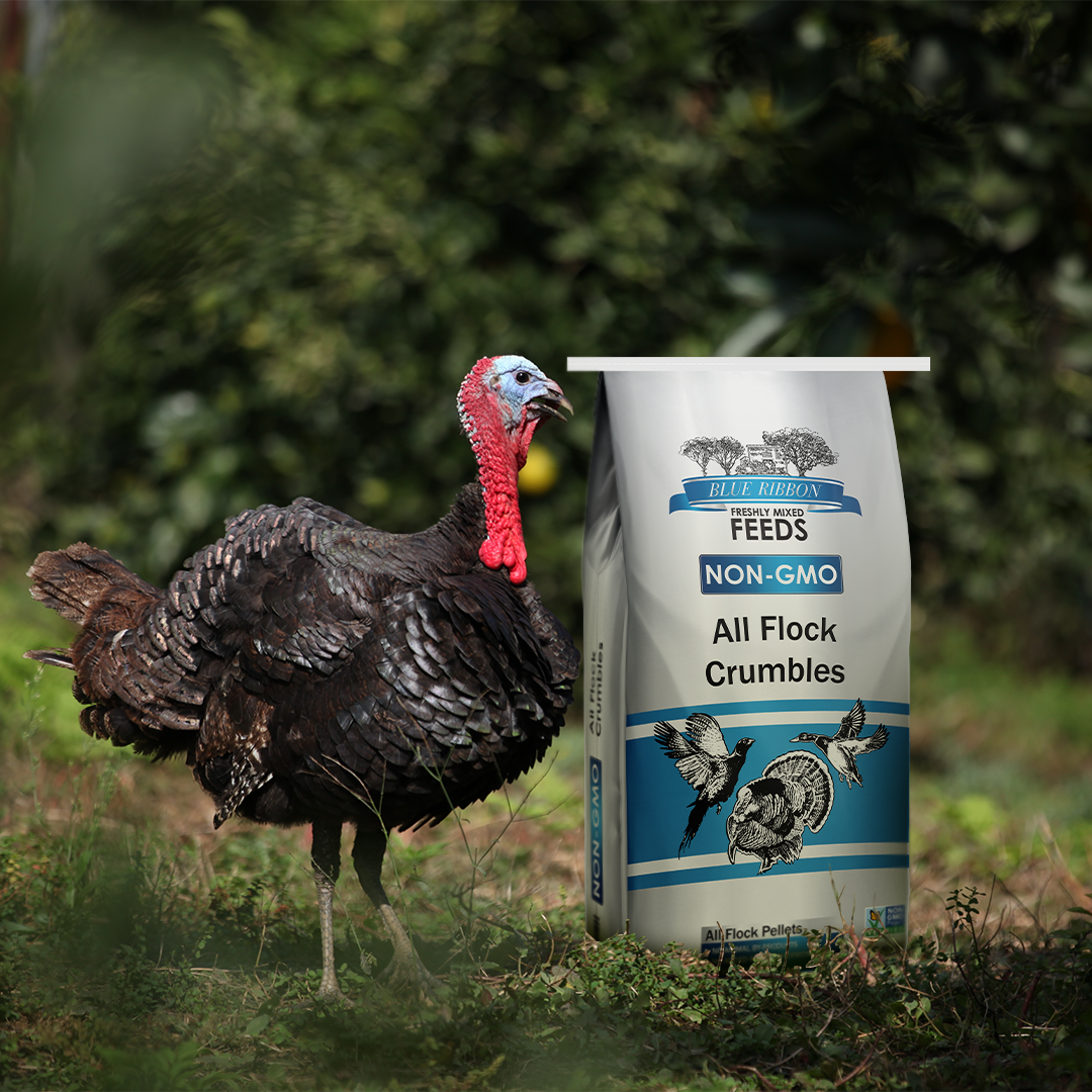 Blue Ribbon Non-GMO All Flock Crumbles
