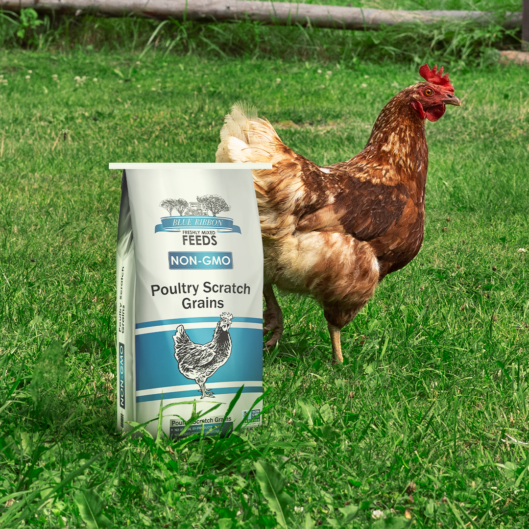 Blue Ribbon Poultry Scratch Grains